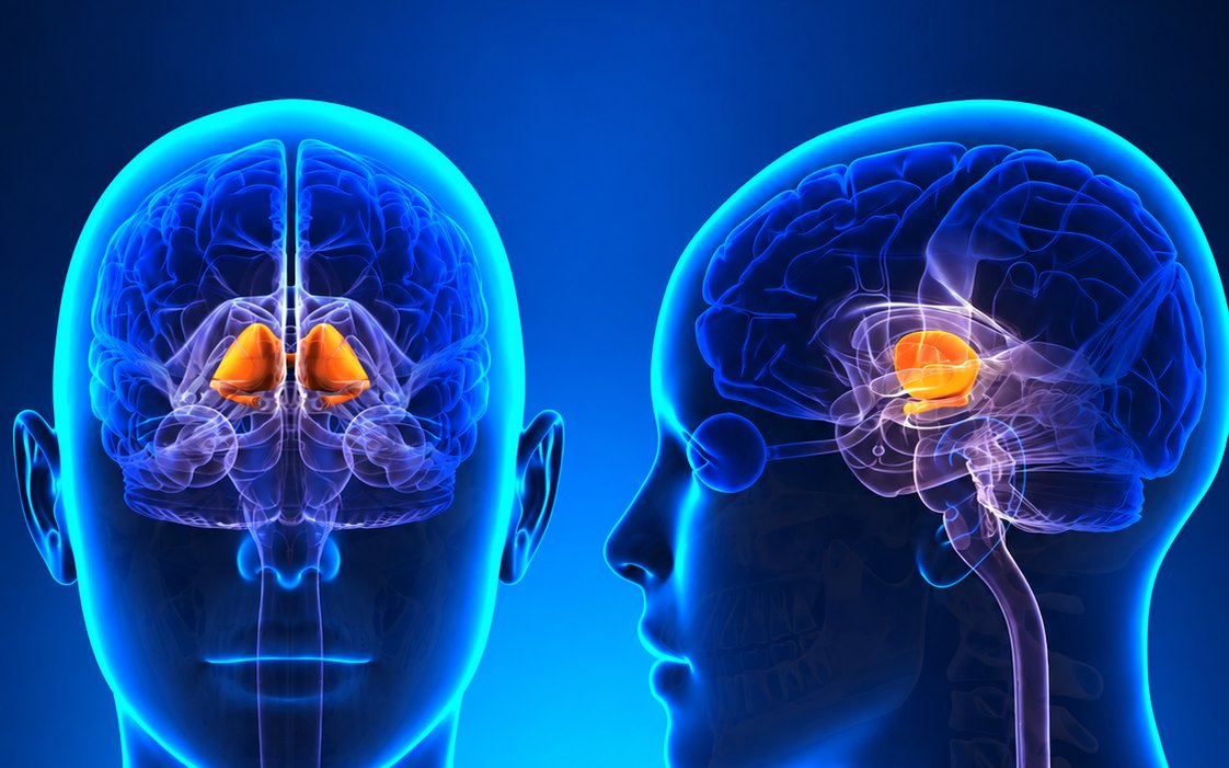 Diagrama del cerebro humano con los ganglios basales resaltados en naranja sobre fondo azul